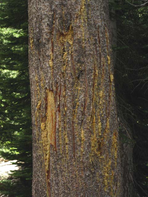Bears like to decorate trees